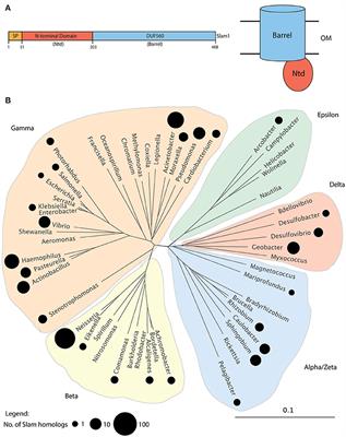 Identification of a Large Family of Slam-Dependent Surface Lipoproteins in Gram-Negative Bacteria